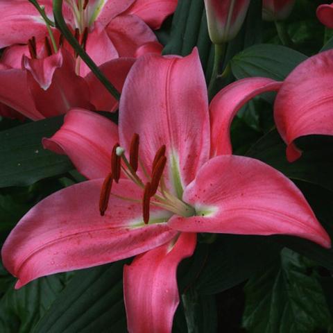 Lilium Meridian, shiny pink lily with large brown anthers
