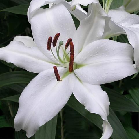 Lilium Mount Aspiring, white open single with brown anthers