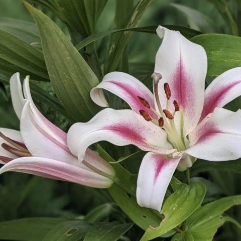 Lilium Nymph, white petals with dark pink blazes at the center of each petal