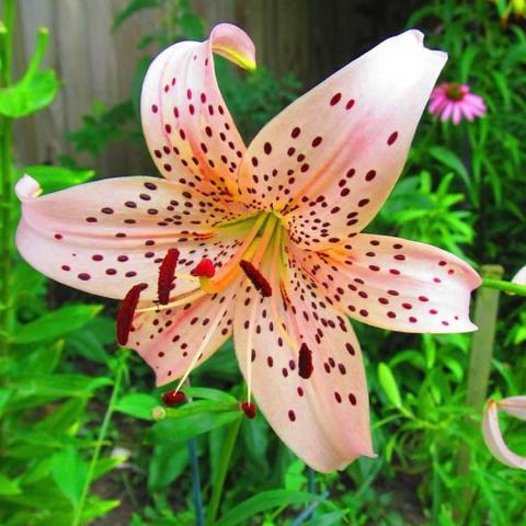 Lilium Pink Giant, light salmon pink out-facing open lily with dark spots, prominent stamens