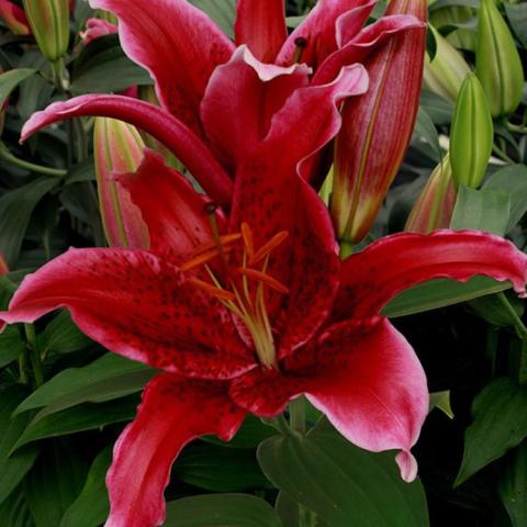 Lilium Red Flash, dark red up-facing lowers