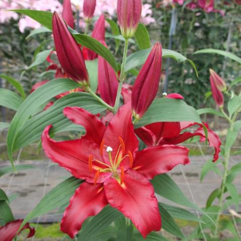 Lilium Scorpio, dark red out-facing lilies