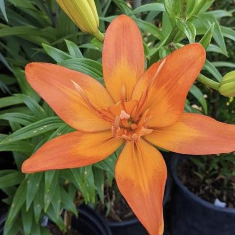 Lilium Scoubidou, peach petals with light orange toward the center