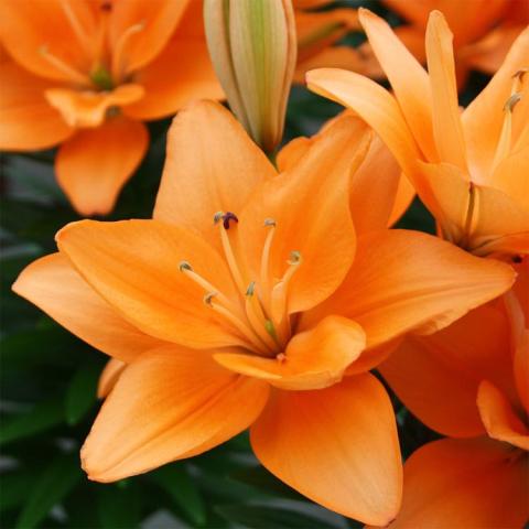 Lilium Tiny Double Dutch, double orange lilies