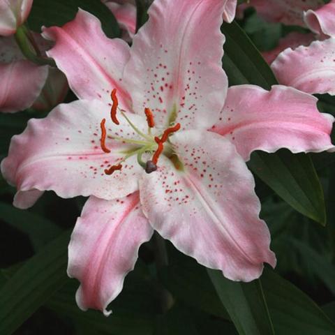 Lilium Virtuoso, light pink to white petals with rippled edges