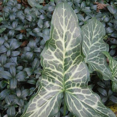 Arum Marmoratum, arrow-shaped leave with white markings overall