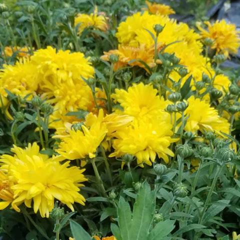 Chrysanthemum North Star, yellow double, no visible center