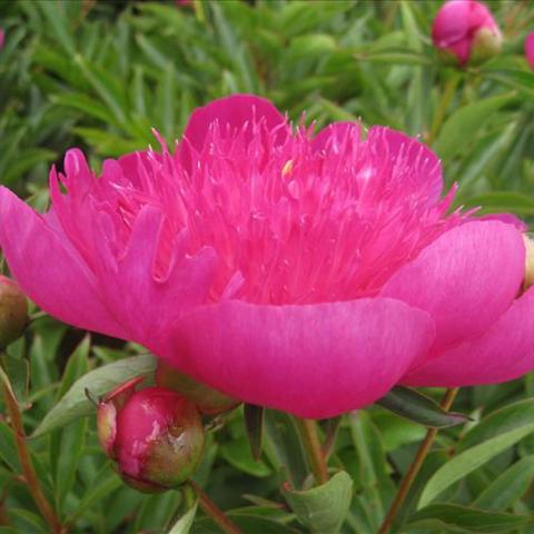 Paeonia Easy Lavender, wide dark magenta double flower