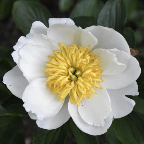 Paeonia Jan van Leeuwen, white single flower with wide yellow center