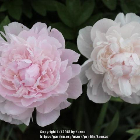Paeonia La Perle, double very light pink fluffy flower