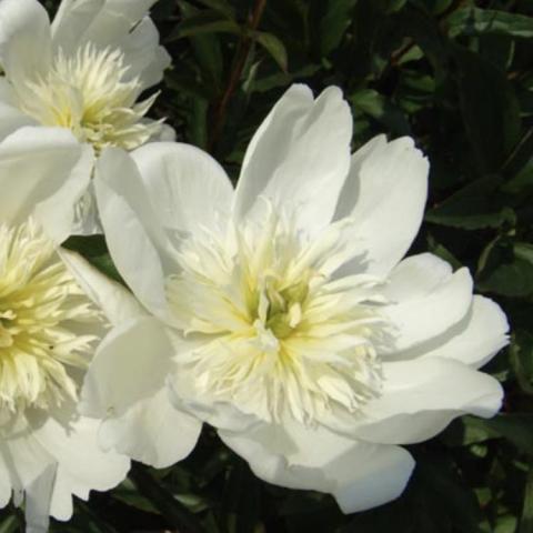 Paeonia Lemon Queen, single white flower with light yellow whiskery center
