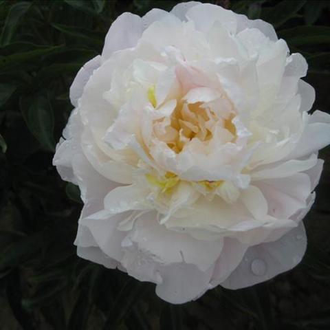 Paeonia My Love, double white flower