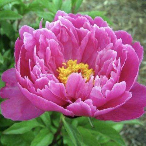 Paeonia Nice Gal, fuchsia semi-double with gold center