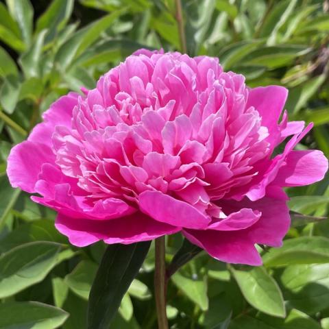 Paeonia Pink Pompadour, double fuchsia flower