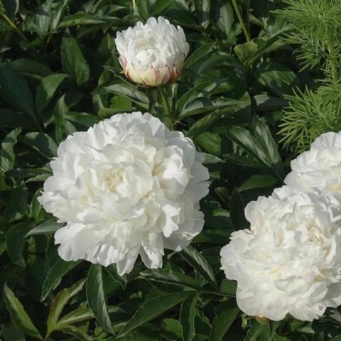 Paeonia White Frost, double white flowers