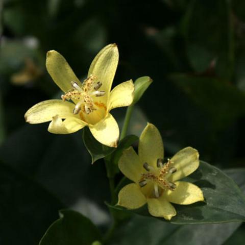 Tricyrtis ohsumiensis, light yellow open flowers