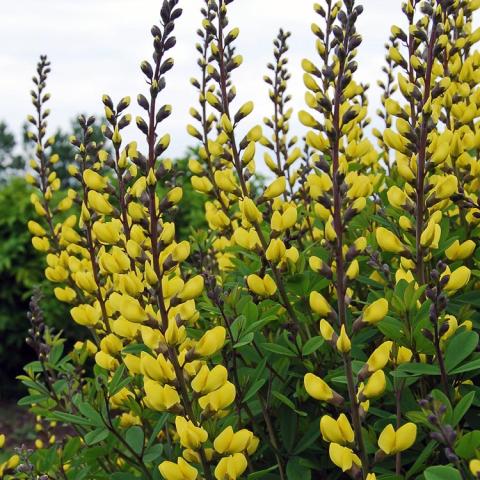 Baptisia Prairieblues Sunny Morning, towers of yellow flowers on dark stems