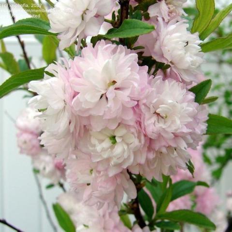 Prunus glandulosa Rosea Plena, clusters of double light pink flowers