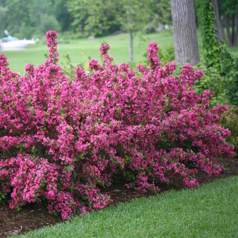 Weigela Sonic Bloom Pink, low hedge of shrubs covered in dark pink flowers