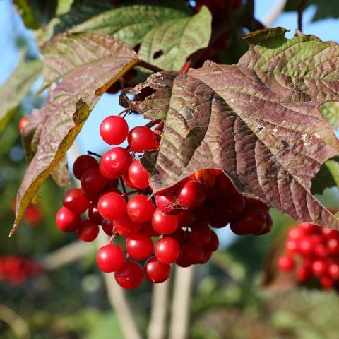 Viburnum trilobum, red berries and copper leaves