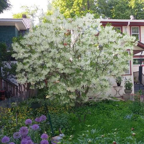 White fringetree, rounded canopy with fine white flowers