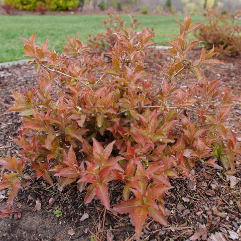 Diervilla Kodiak Red 2.0, fall color showing red to orange