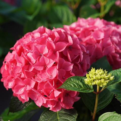 Hydrangea Let's Dance Lovable, large dark pink flower cluster