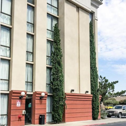 Juniperus Skyrocket, extremely vertical evergreens against a building