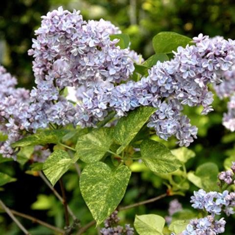 Syringa Aucubaefolia, lavender flowers and yellow-green variegated leaves