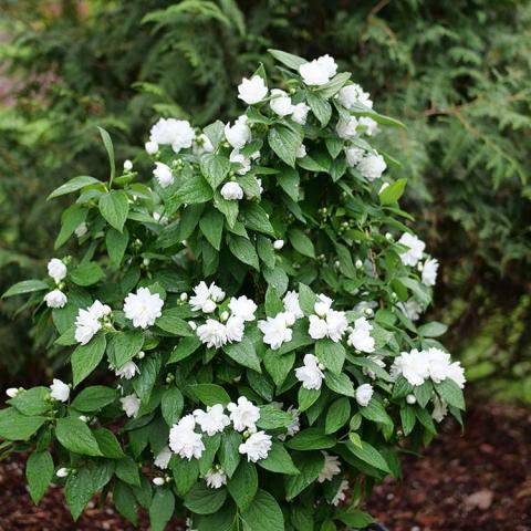 Philadelphus Illuminati Spice, upright green shrub with white flowers