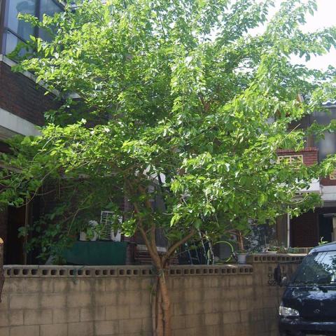 Morus Unryu, green rounded tree