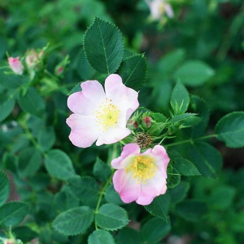 Rosa blanda, single light pink flowers with yellow centers