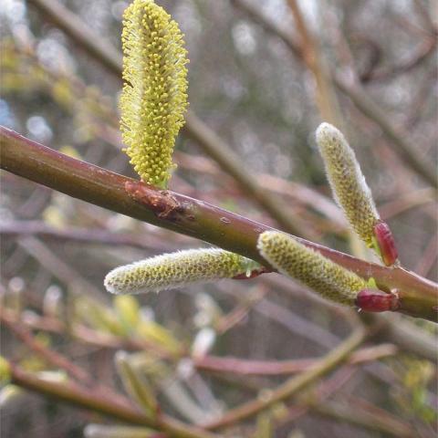 Ficus Rasbak, long gray or yellow catkins, brown bark