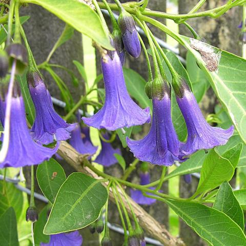 Iochroma australe, long purple dangling bells