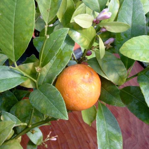 Borneo Rangpur, orange on a tree