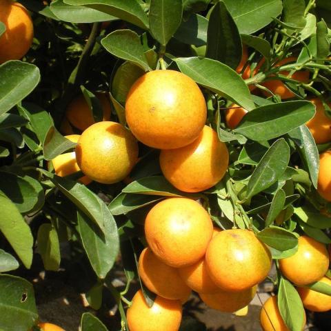 Meiwa kumquat, small oranges on a tree