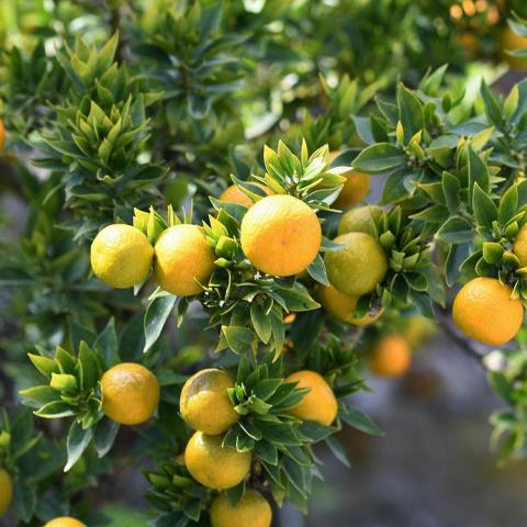 Seville sour orange, oranges on a tree