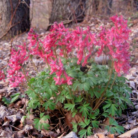 Corydalis solida, dark pink funky flowers over ferny foliage