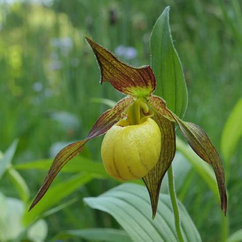 Cypripedium Martha, yellow pouch and maroon and green striped petals