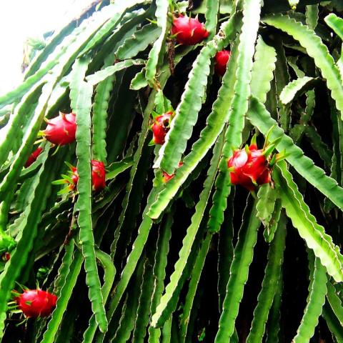 Hylocereus undated, red fruits against long zigzag green leaves