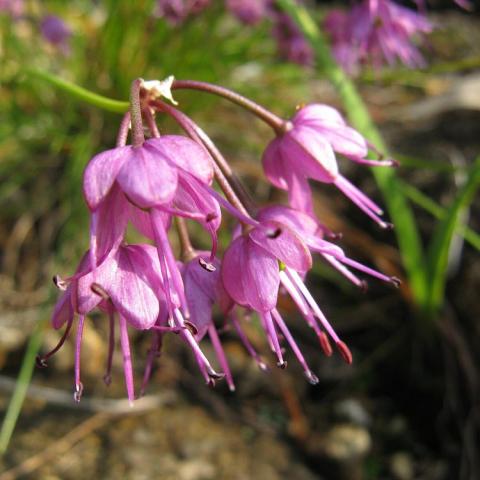 Allium Kii, pink spidery flowers