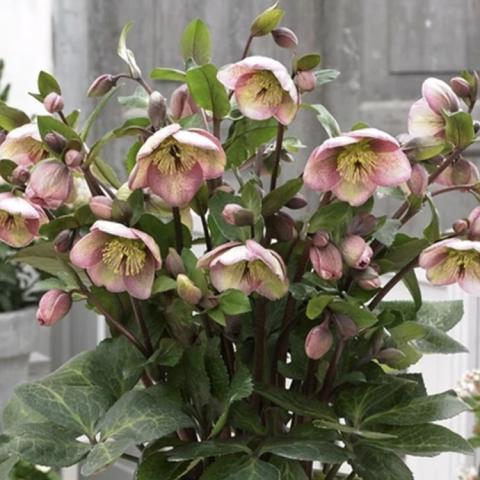 Helleborus Frostkiss Bayli's Blush, down-facing pink flowers