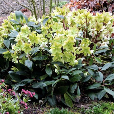 Helleborus Honeyhill Joy, greenish flowers