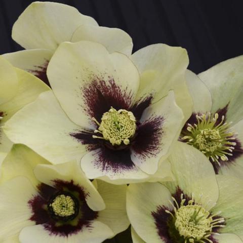 Helleborus Honeymoon Spanish Flare, cream petals and dark purple centers