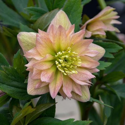 Helleborus Mother of the Bride, froofy double light pink to yellow flower