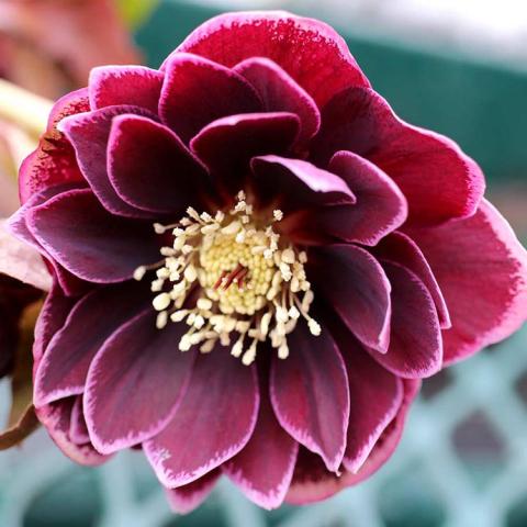 Helleborus North Star Plum, double maroon flower with dull gold center