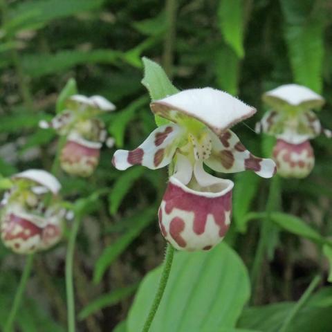 Cypripedium Alaskanum, smaller lady's slipper flowers with maroon and white pouches