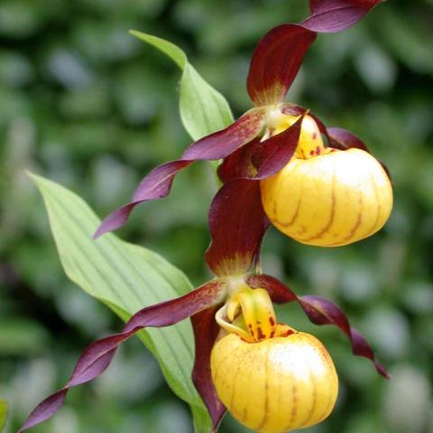 Cypripedium Emil, maroon petals and yellow pouches