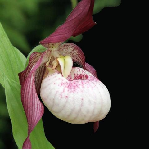 Cypripedium Gisela, maroon petals and snowy white pouch