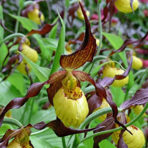 Cypripedium Hank Small, maroon petals and yellow pouch